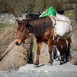 Horses standing in a farm