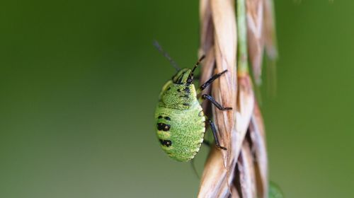 Close-up of green bug on dried plant