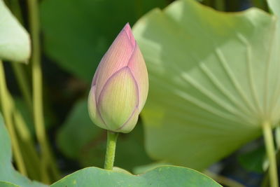 Close-up of lotus water lily