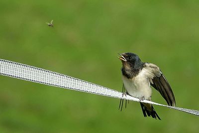 Low angle view of bird perching