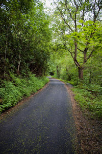 Road amidst trees in forest