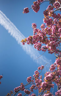 Low angle view of cherry blossoms against blue sky