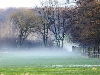 Trees on field in foggy weather