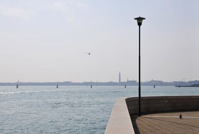 Seagull flying over sea