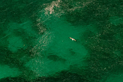 Fish swimming in sea