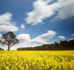 Scenic view of oilseed rape field against sky