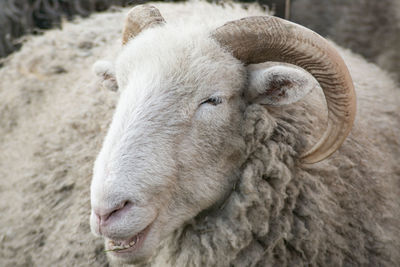 Close-up of a rum tup sheep animal