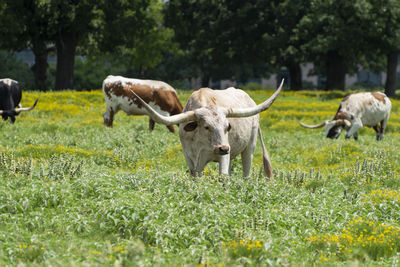 Horses in a field