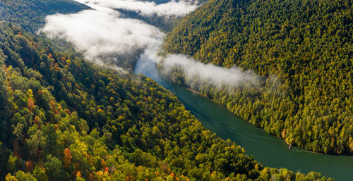 High angle view of trees in forest