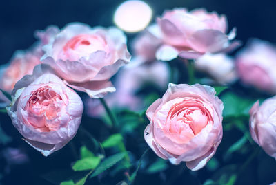 Close-up of pink roses