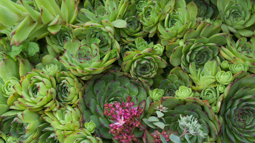 Full frame shot of flowering plants