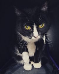 Close-up portrait of cat on black background