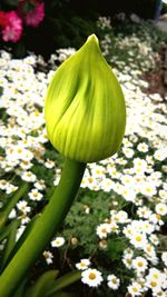 Close-up of yellow flower