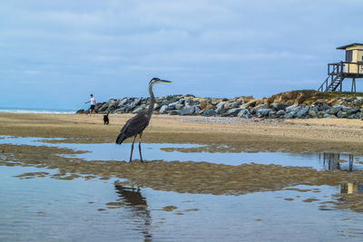 Gray heron on beach against sky