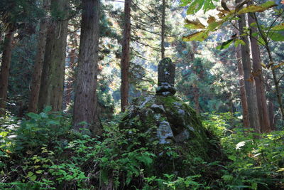 Low angle view of trees in forest