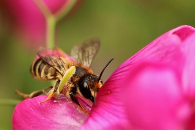 Close-up of bee pollinating on pink flower