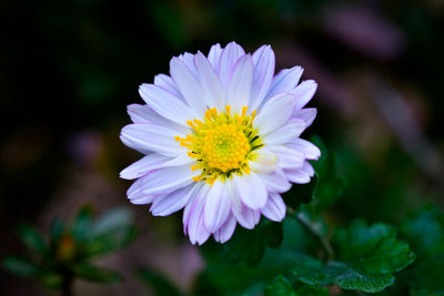 Close-up of pink flower