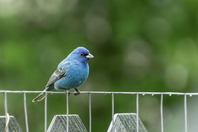 Close-up of bird perching on railing