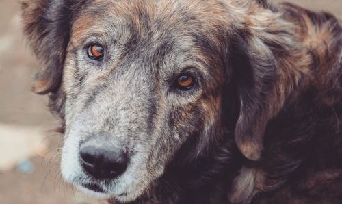 Close-up portrait of dog