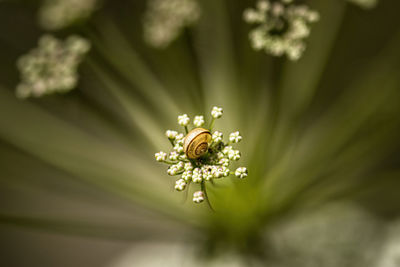 Close-up of insect on flower