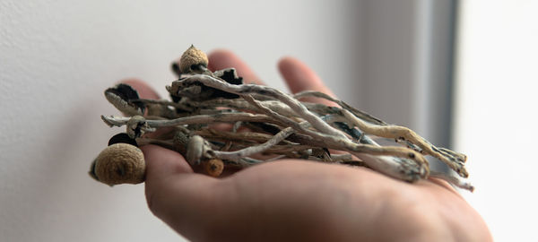 Close-up of hand holding leaf