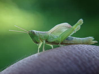 Close-up of insect on leaf