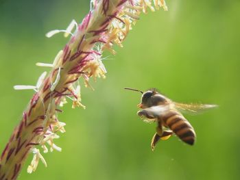 Close-up of bee pollinating flower