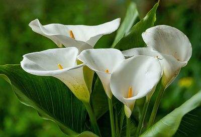 Close-up of white flowering plant