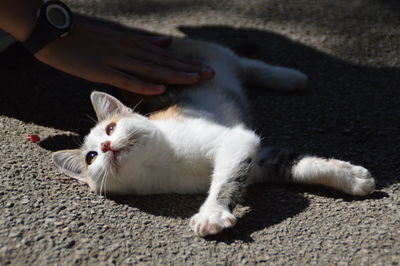 Cropped hand of man petting cat lying on street