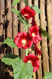 Close-up of red flowers