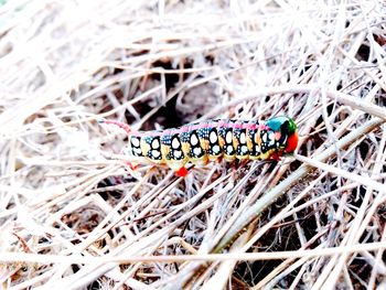 High angle view of butterfly on plant