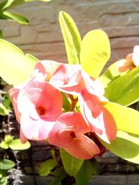 Close-up of red flowers