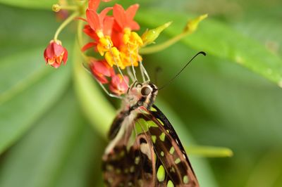 Close-up of insect on plant