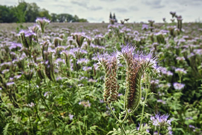 Close-up of purple flowering plants on field