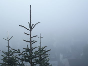 Close-up of plant against sky during winter