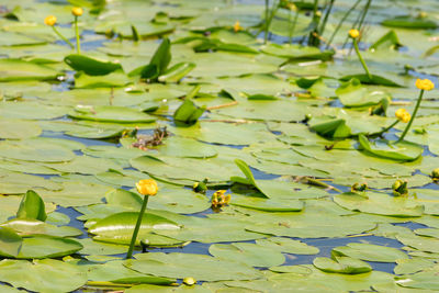A bud of a yellow water lily on a blurred background of round green leaves of a summer pond. 