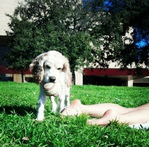 Trees on grassy field