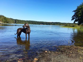 Dog standing on lakeshore