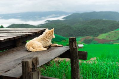 Cat sitting on wood against mountain