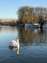 Swans swimming on lake