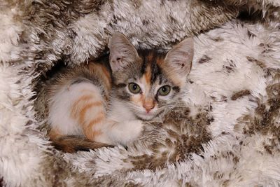 High angle view portrait of kitten amidst artificial fur