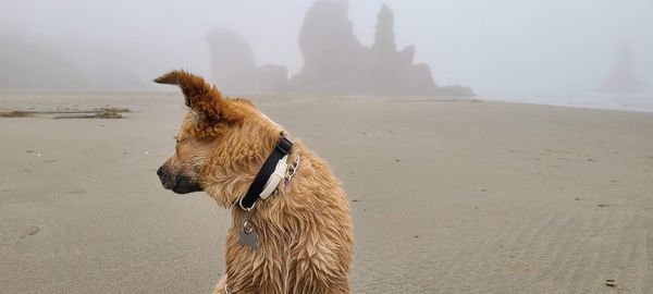 Dog on beach