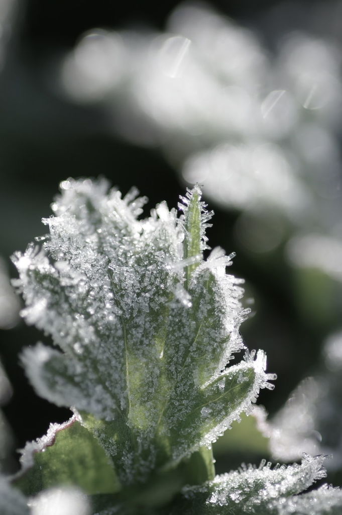 close-up, leaf, growth, focus on foreground, green color, plant, nature, freshness, beauty in nature, cold temperature, selective focus, winter, fragility, season, water, wet, weather, drop, snow, frozen