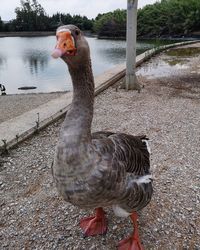 View of duck at lakeshore