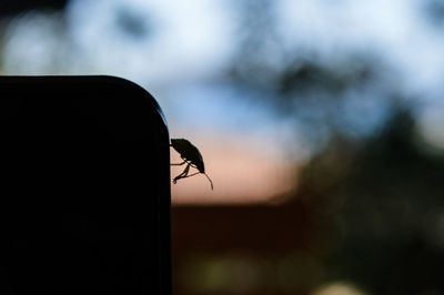 Close-up of fly