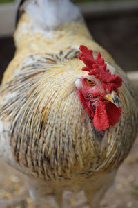 Close-up of rooster