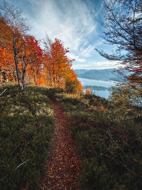 Plants and trees against sky during autumn