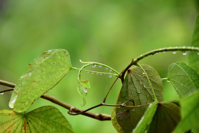 Close-up of wet plant leaves during rainy season