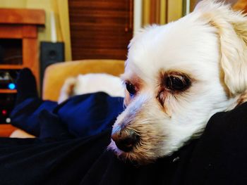 Close-up of dog relaxing at home