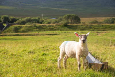 Goat standing on grassy field